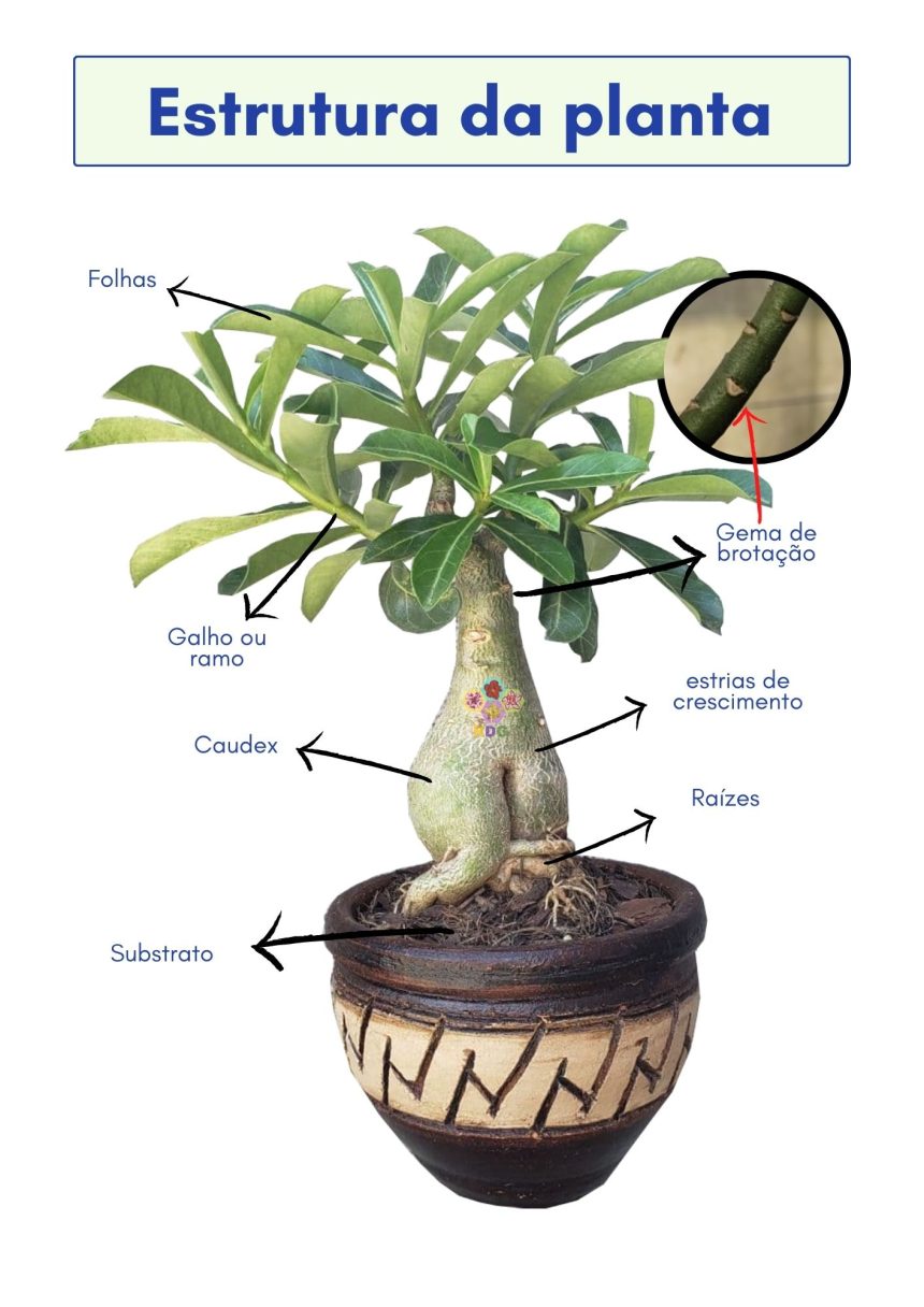 Anatomia Rosa Livro Rosa do Deserto -Versão Impressa – Plante Tudo