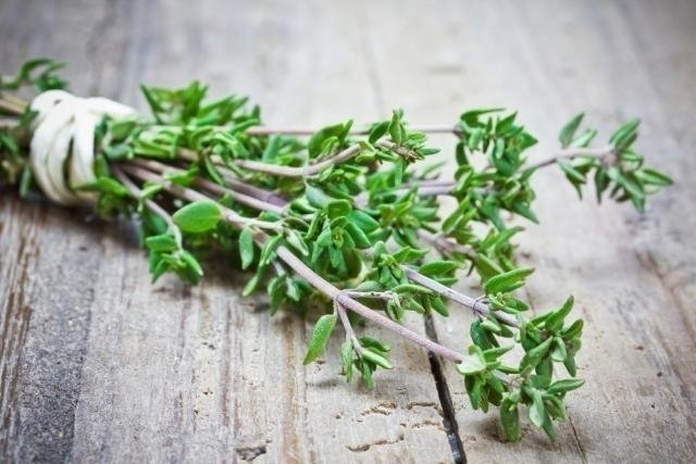 como cultivar tomilho